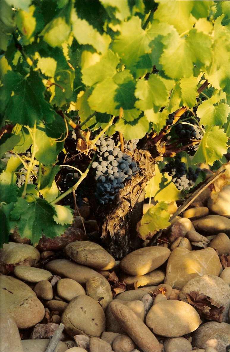 Le terroir Châteauneuf du Pape has different type of soils: there is gravel, clay, sand and limestone.