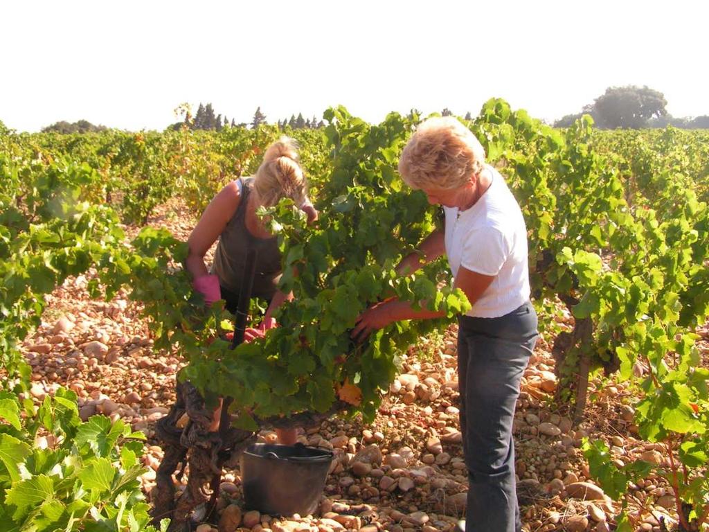 The wine Domaine de la Charbonnière remains strongly attached to tradition, the