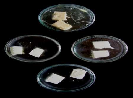 Effect of bacteriocins on the bacterial growth in paneer After dipping the paneer pieces in bacteriocin at various concentrations the plates were incubated at ambient temperature (25-30 0 C) In the