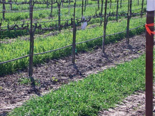Vineyard-floor management strategies, such as weed control and cover-cropping Planted cover crops in the