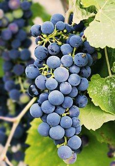Selection of grape varieties, rootstocks and clones that resist better against