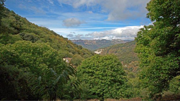 But this year there are far fewer chestnuts to gather not just on the Ruiz family's 30-hectare farm, but throughout the 4,000 hectares of the lush Genal Valley famed for its plentiful chestnuts
