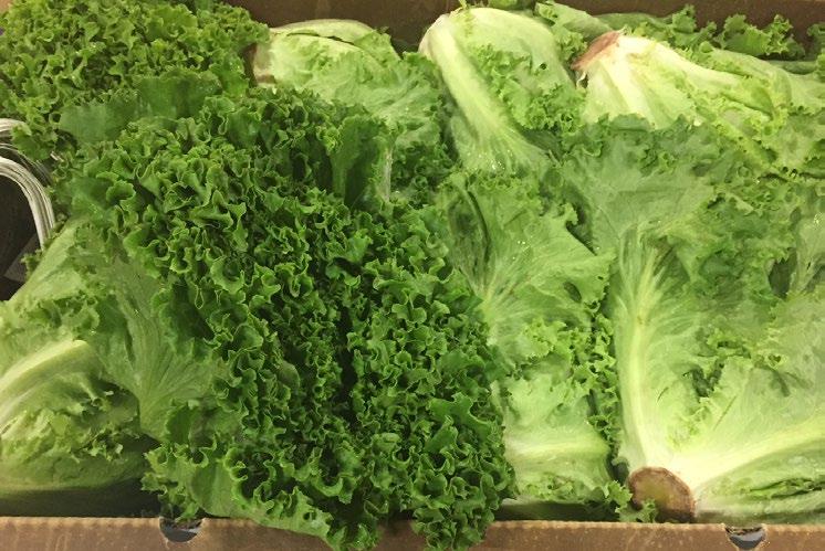 Expect Organic Green and Red Leaf Lettuces out of NJ around Memorial Day and Lady Moon Farms in PA to start on their Organic Lettuce program in early