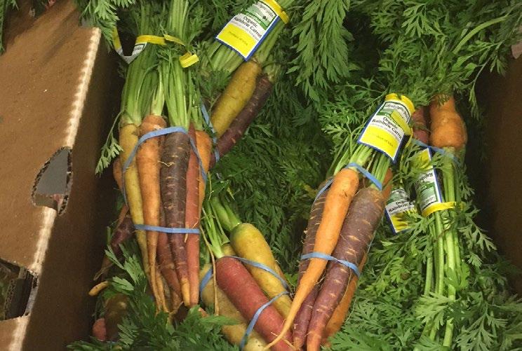 The tops of Organic Bunch Carrots have improved this week as there is not as much discoloration. OG BROCCOLI ALERT! The Organic Broccoli marketremains expensive as shippers simply have less volume.