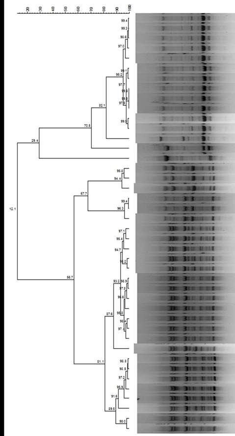 rep-pcr 16S rrna gene sequencing M3: Pediococcus ethanolidurans BACTERIA M20: Pediococcus ethanolidurans M21: Pediococcus ethanolidurans M5: Pediococcus ethanolidurans M35: Lactobacillus plantarum