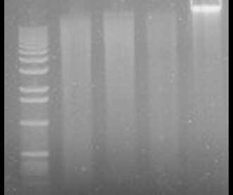 Extraction of total DNA 0 1 2 3 4 0 1 2 No Sample DNA ng/well