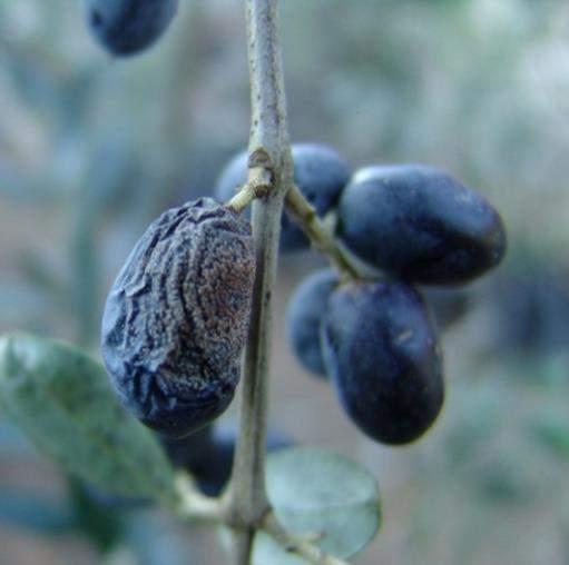 The Anthracnose infections of olive It is possible to think that the infections start