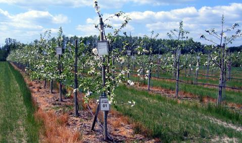 EU-funded Fruitbreedomics (SLU invited partner) Genetic analyses in apple (and peach) c.