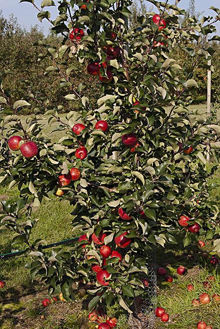 Compete with quality future Swedish apple production Partnerskap Alnarp and Wiklandska stiftelsen Starting in 2014, co-operation with Äppelriket Österlen 30 apple cultivars and Balsgård selections in