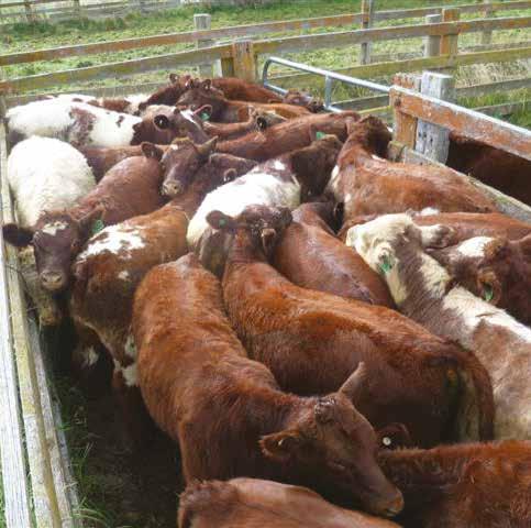 Williamson family Chadwick Shorthorn Stud, Guyra Supplying Woolworths with prime grain fed beef for the past five years, New England cattle producers, Bob and Belinda Williamson, Neeworra, credit the