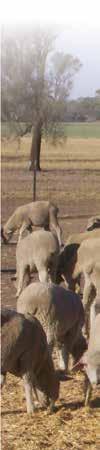 SHEEP RANGE Hylick Sheep is a loose lick especially formulated for supplementing sheep on dry feed and green feed (for 0% urea): ü will greatly assist in maintaining body weight & correcting vitamin