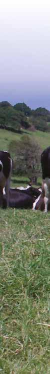SPRINGER MIX A supplement based on anionic (acid) salts and very high levels of vitamins & minerals to be fed to springing cows to: ü provide the cow with extra minerals to build up the immune system