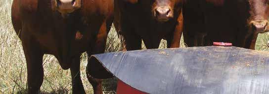 Livestock Supplementation with Loose Licks ü Loose licks are the most cost-efficient method of supplementation for livestock grazing in