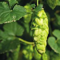 Topaz Australia Topaz was originally selected as a seedless high alpha hop mainly for extract production, but recent work has shown it to have excellent flavour potential.