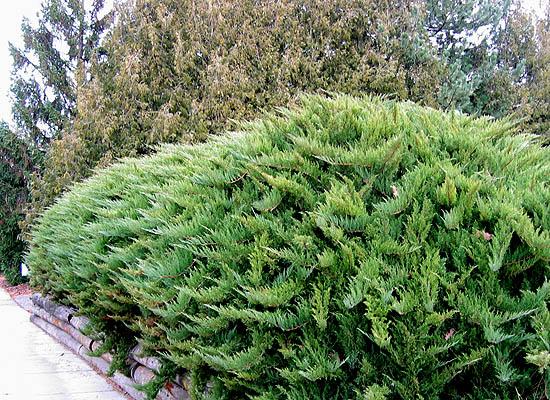 MUGO TAM JUNIPER FULL Rapidly growing, densely branched columnar evergreen with rich green foliage.