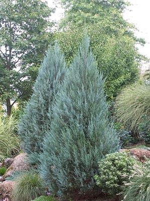 15-0' SPARTAN FULL / PART '-6' '-6' Lush, mint green foliage with fountain-like arching branches.