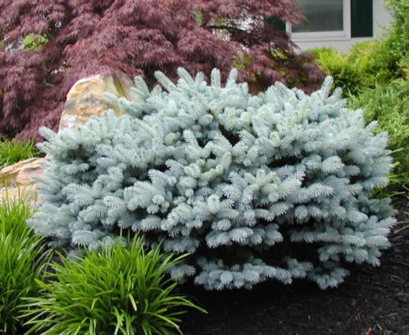 FULL 60' #0 $170.00 Majestic pyramidal evergreen tree with foliage needles #10 in shades of blue to green.