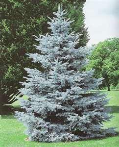 00 Tall coniferous trees, 59 to 11 feet in height with narrow, four-sided, needle-like leaves.