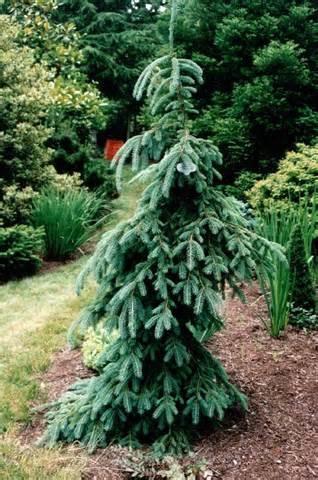 00 Stately, upright growth habit with weeping form. Blue green foliage.