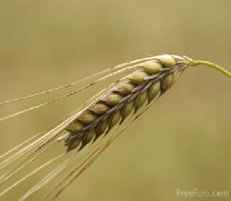 Before barley can be used to make beer, it must be malted, which involves a natural conversion process. First, the barley must be allowed to germinate, or start to sprout.