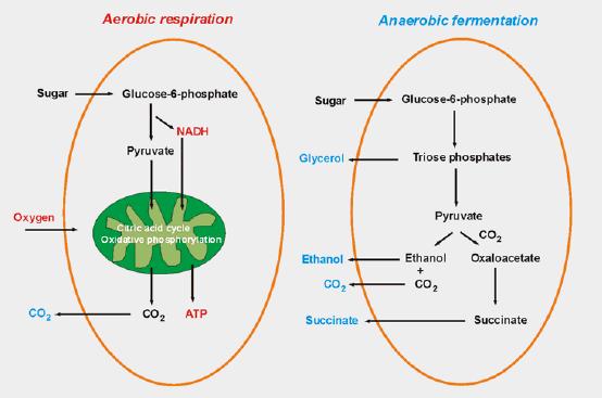 amphibolic pathway, since it combines both catabolic and anabolic functions.