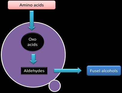 The synthetic pathway depends on the carbohydrate metabolism for the precursor molecules needed for oxo acid