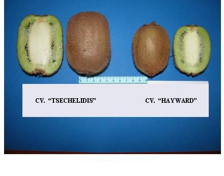 Table 5. Fruit firmness and total soluble solids of fruits of the cvs. Tsechelidis and Hayward after 4 months at cold storage. Cultivar Fruit firmness (kg) Total soluble solids Tsechelidis 6.6 a x 14.