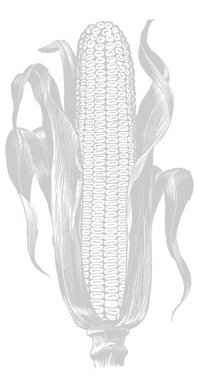 B-6090 1-00 Bt Corn