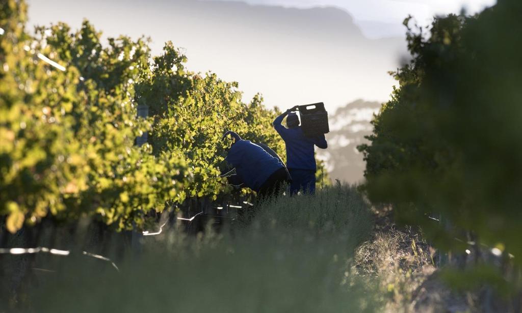 A nwilka Vineyards is located just 7 kilometres from the ocean in Stellenbosch s prime Helderberg region.