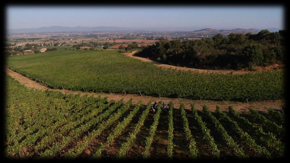 There are over 53 hectares of vines in the Morellino di Scansano DOCG area, cultivated with the integrated production method, that guarantees a high quality wine by using natural resources and
