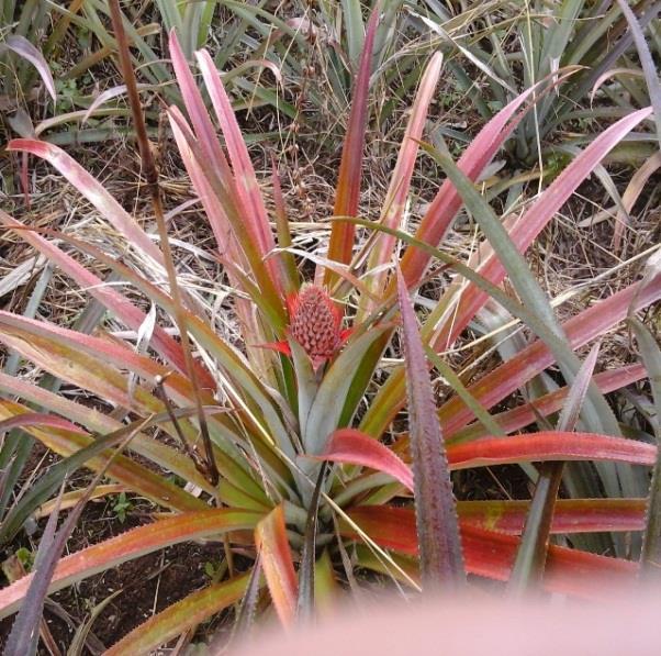 To be able to produce a conclusive result regarding this reaction, a bigger trial is being prepared in several mealy bug infected pineapple plantation in Camarines Norte.