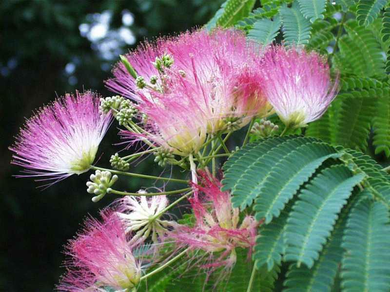 Flowers Flower: Fluffy, pink, or Rose powder puff flowerheads with long summer bloom. Grow clusters.