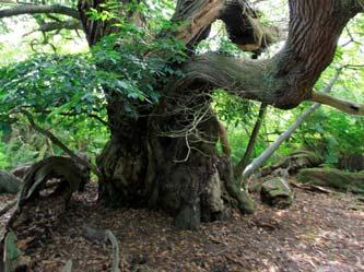 the ancient sweet chestnut?