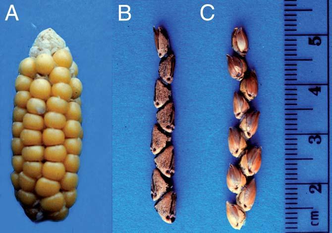 C-2 DOEBLEY Figure 2 (A) A Reconstructed ear of primitive maize (left).