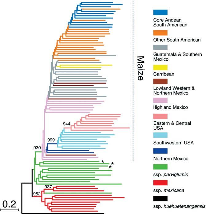 THE GENETICS OF MAIZE EVOLUTION C-3 Figure 3 Phylogeny of maize and Mexican annual teosinte rooted with Zea mays ssp. huehuetenangensis based on microsatellites (54).