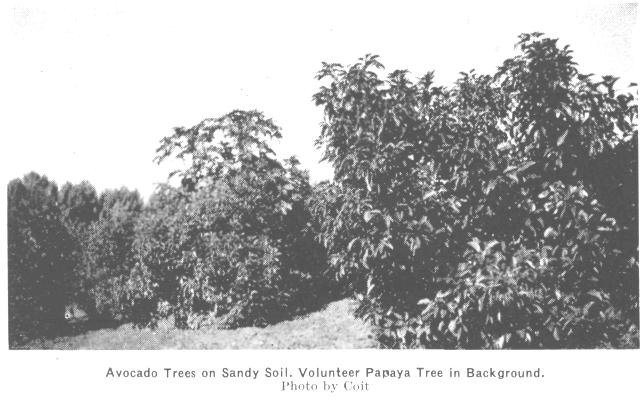 In February, 1945, one thousand additional trees of the same varieties and from the same source were dug bare root and shipped by express.