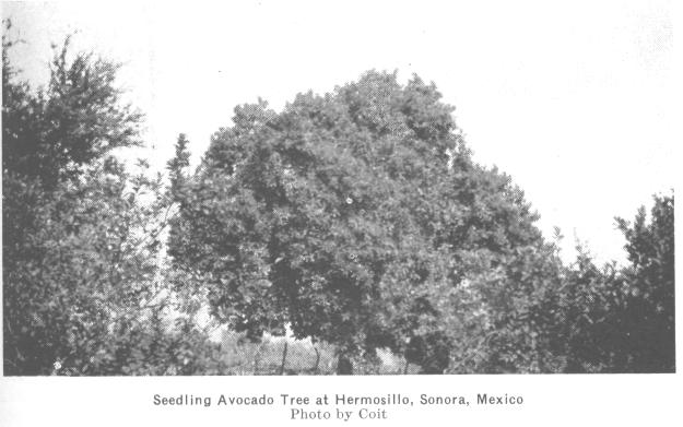 valley conditions. Some of these trees were quite large, healthy, and bore well. One lady stated that she had sold as much as $60.00 worth of fruit in one year from a seedling tree in her yard.