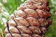 Eldarica cones are 3 to 4 inches long.