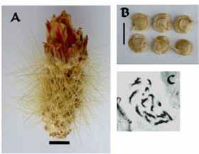 A. Dean Stock 1, Nancy hussey 2 & Marc D. Beckstrom 3 A new species of Opuntia (Cactaceae) from Mojave Co, Arizona Opuntia diploursina A.D. Stock, N. Hussey & M.D. Beckstrom, sp. nov.