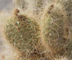 2. Opuntia diploursina, details of mature, terminal cladode with curled major spines.