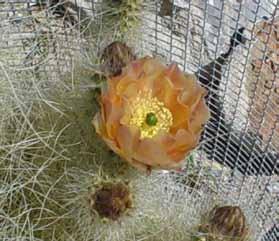6. Opuntia diploursina, cultivated plant in flower showing unique peach yellow color. erinacea. The minor spines of O.
