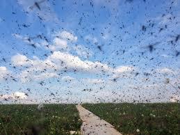 The Hook The Gulf Coast of TX is home to perhaps the richest variety of mosquitoes in North America 81 known species.