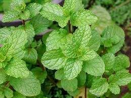 2 main varieties are largely used in oral care: Peppermint :