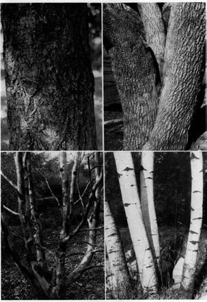 PLATE XIV (Upper left) ~~luereus v~aria6ilis-oriental Oak. (Upper right) Tuconnmia ulmoides.
