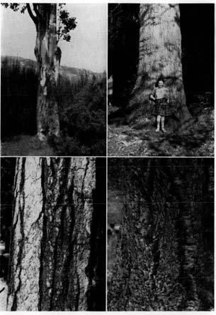 PLATE XVII (Upper left) l;uvctlyptus gunnii-loch Fyne, Scotland. (Upper right) Abies prorwrn-noble Fir, Loch Fyne, Scotland.
