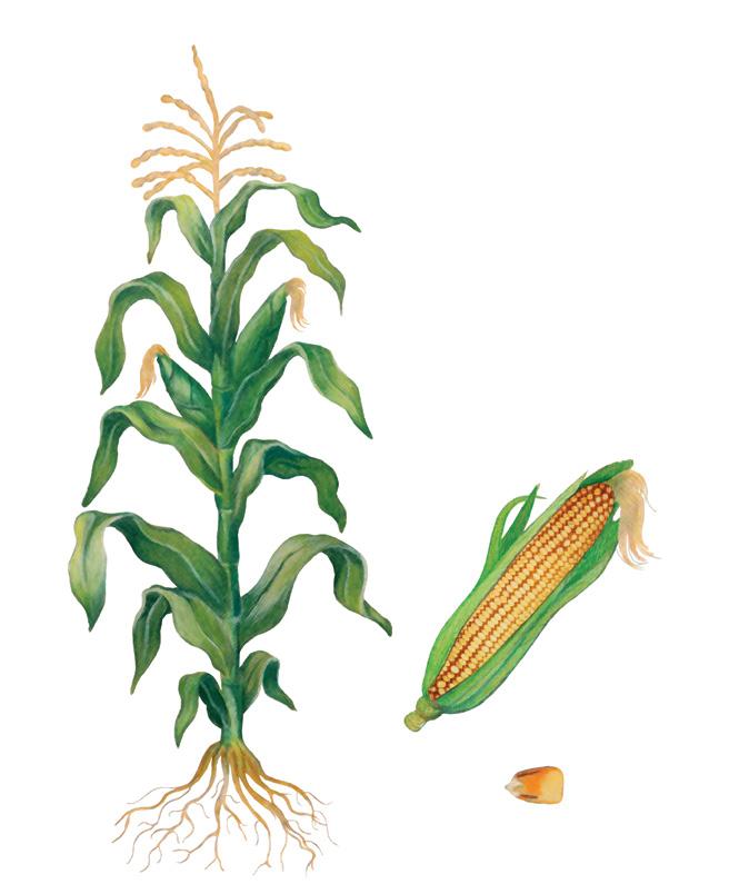 Tassel In addition to the kernel, what are the other parts of a corn plant? Can you name them all?
