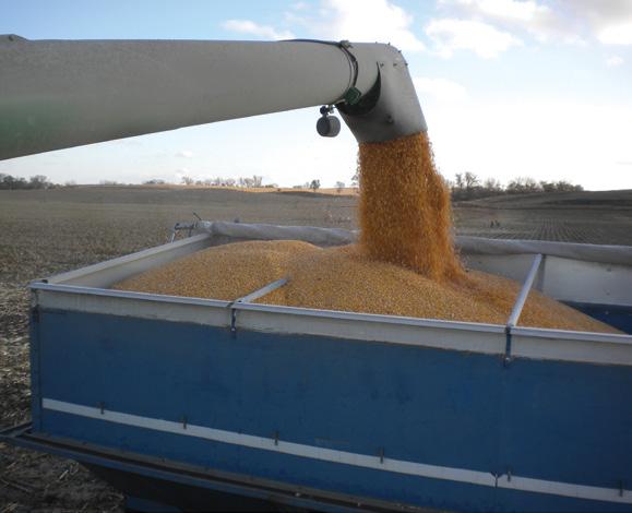 While the farmer uses the combine to pick the corn, the kernels are kept in a storage bin or hopper on the combine.