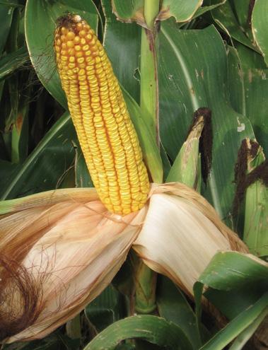 Take a close look at these two corn pictures do you see any differences?