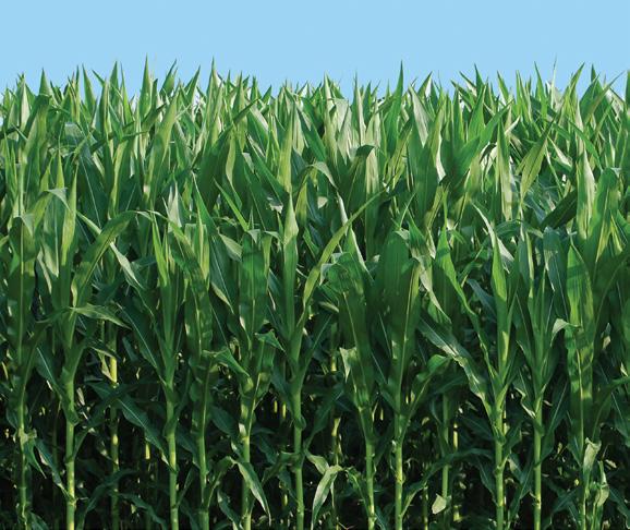 Most of the corn grown in the United States is field corn.