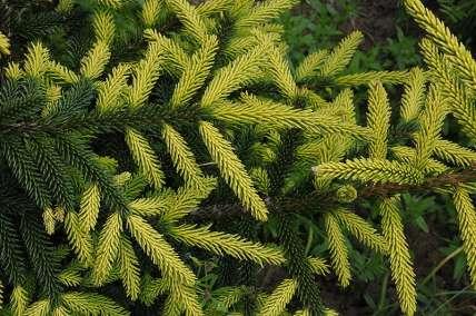 color. Shoots shiny, thin and fine hair. Picea pungens It has a conical, usually very dense crown. Mature trees slender.